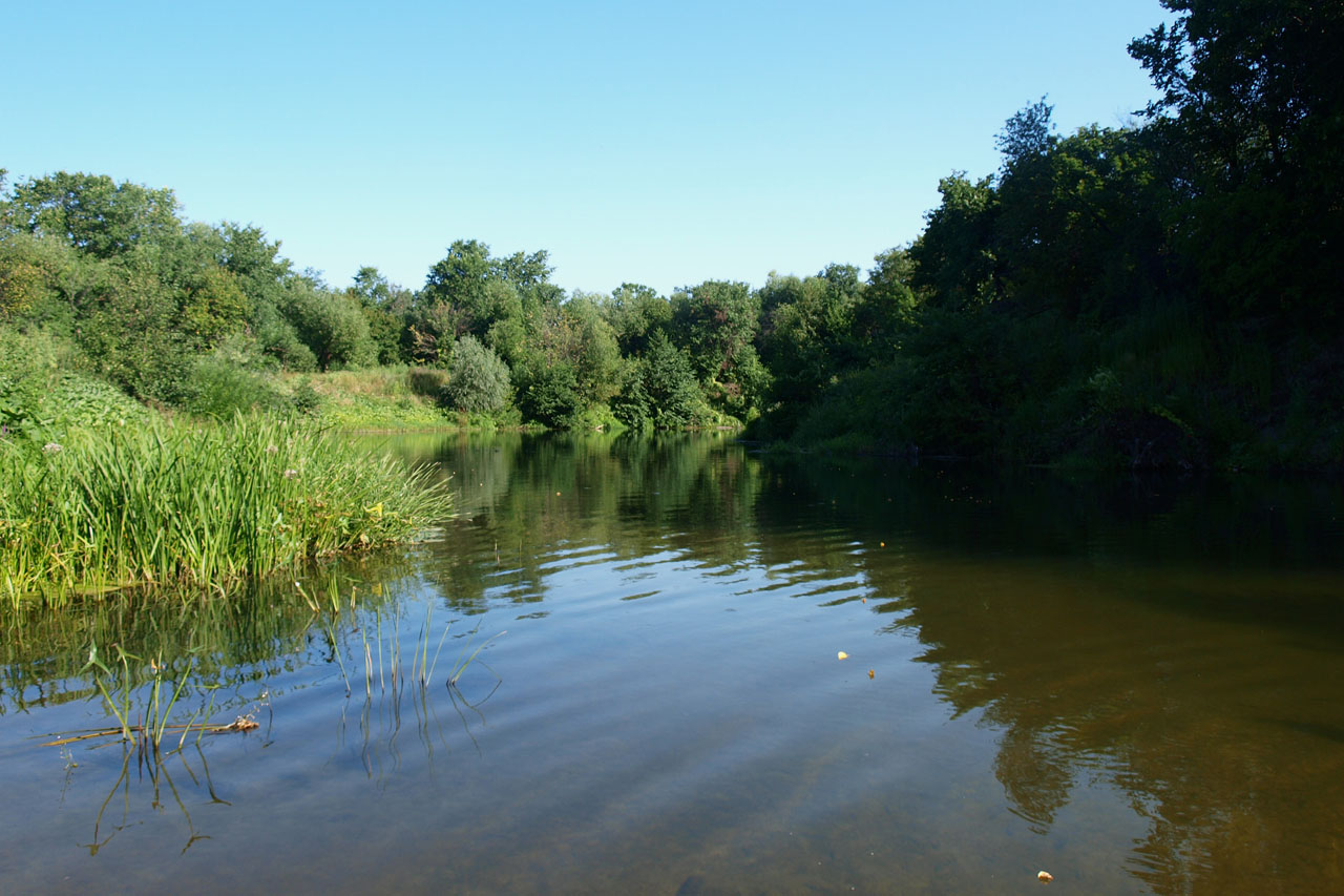 рыбы река медведица